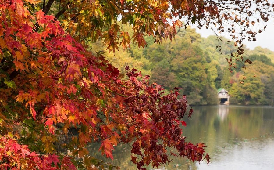 Winkworth Arboretum, United Kingdom